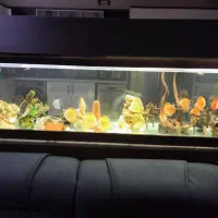 آکواریوم حرفه ای