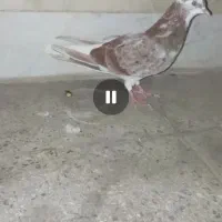 کبوتر رفته|پرنده|خرمدره, |دیوار