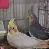 عروس هلندی مطابق عکس