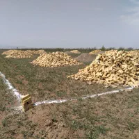 یک هکتار زمین. مجوز گاوداری 100راسی و باغ سیب|فروش دفتر صنعتی، کشاورزی، تجاری|تهران, آذری|دیوار