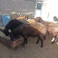 3رس قوچ افشار درج یک دونه ی 30تومن|حیوانات مزرعه|جغتای, |دیوار