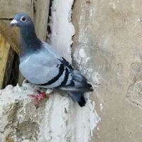 کفتر پلاکی اصلی  حسابی|پرنده|قم, شاه سید علی|دیوار