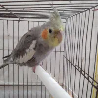 طوطی عروس ۳ ماهه