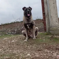 سگ سرابی|سگ|ساری, |دیوار