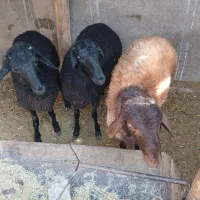بره نر