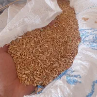 گندم کشاورزی