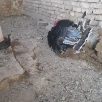 جوجه بوقلمون . بوقِلمون مرغ لارئ|حیوانات مزرعه|نیشابور, رنج آباد|دیوار