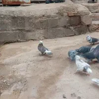 کفتر بکر نر همه غریب از کرمان آوردم برا پرش عالی|پرنده|بم, |دیوار