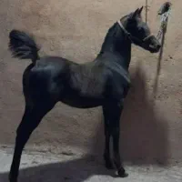 خرید و فروش اسب همه نوع
