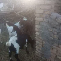 بزپاکستانی|حیوانات مزرعه|مه ولات, |دیوار