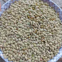 عدس|خوردنی و آشامیدنی|نمین, |دیوار