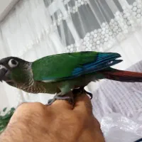 گرینچیک نرمه خور ۵۰ روزه
