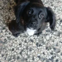 توله اشپیدز ماده واگذاری