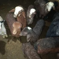 گوسفند بره