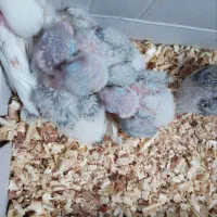 طوطی سرلاکی