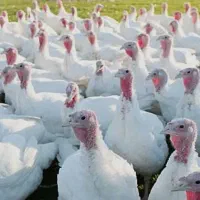 بوقلمون گوشتی