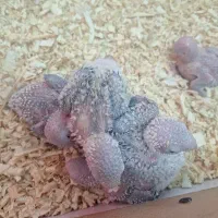 طوطی گرینچیک جوجه