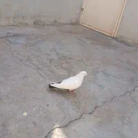 یه جفت زاغ|پرنده|مسجد سلیمان, |دیوار