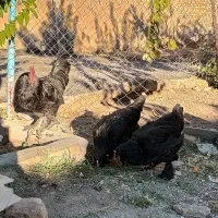 فروش مرغ و خروس