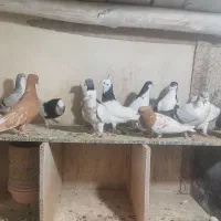 کبوتر رنگی|پرنده|اقبالیه, |دیوار