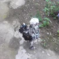 تخم نطف دار|حیوانات مزرعه|رودبنه, |دیوار