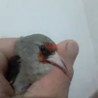 سهره|پرنده|رفسنجان, |دیوار