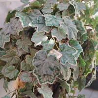 دکوری|گل مصنوعی|مشهد, حیدرآباد|دیوار