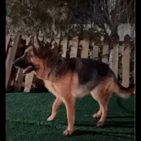 ژرمن مو کلاسیک|سگ|هشتگرد, هشتگرد قدیم|دیوار