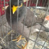 مرغ مینا نر