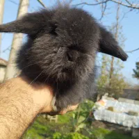 خزگوش لوپ ترکیش عروسکی|موش و خرگوش|لولمان, |دیوار