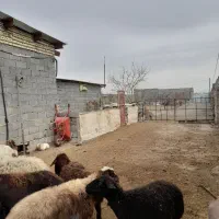 واگذاری دمداری