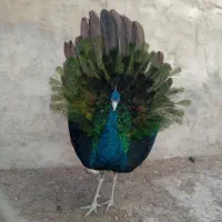 فروش یک جفت طاووس مصری