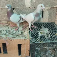 کبوتر سوسنی پیازی|پرنده|خشت, |دیوار