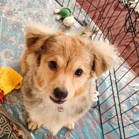 واگذاری سگ|سگ|اصفهان, گلزار|دیوار