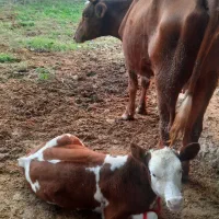 فروش گاو به همراه  گوساله سیمینتال