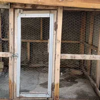 لانه کبوتر (ییوا)