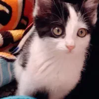 دختر خانم ناز