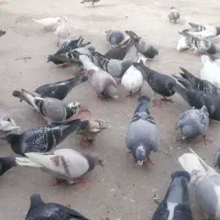 57تا کبوتر|پرنده|بوشهر, |دیوار
