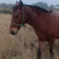 کره نریان ۲ ساله کهر