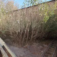 نهال بادام|گل و گیاه طبیعی|قیدار, |دیوار