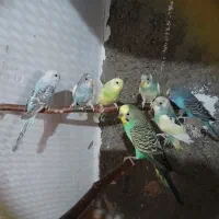 مرغ عشق های کارداده وآماده|پرنده|اقبالیه, |دیوار