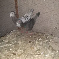 هفرنگ|پرنده|کوهین, |دیوار