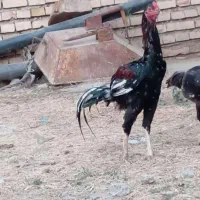 یک عدد خروس لاری به فروش میرسد