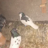 کفتر رنگه به فروش می‌رسد