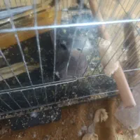 یک جفت عروس هلندی سیامون ماده دستی با جوجه|پرنده|مشهد, هفده شهریور|دیوار