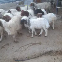 فروش بره|حیوانات مزرعه|کارزان, |دیوار