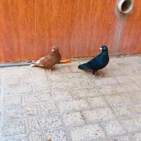 زرد و سرخ و جوجه فقط موندن باقی فروخته شد|پرنده|نیشابور, شهرک قدس|دیوار