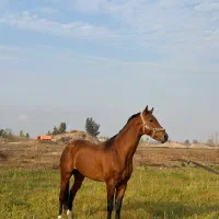 نریان ترکمن|اسب و تجهیزات اسب‌سواری|علی‌آباد کتول, |دیوار