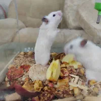 همستر اهلی و خونگی بازیگوش|موش و خرگوش|نیشابور, شهرک قدس|دیوار