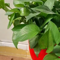 گل پتوس|گل و گیاه طبیعی|شیراز, دشت چنار|دیوار